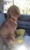 Lismore Veterinary Clinic - Veterinary Surgeons