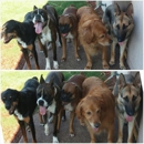 Four Paws Only - Dog Day Care