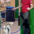 PJH Dog Training - Dog Training