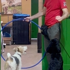 PJH Dog Training