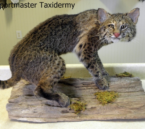 Sportmaster Taxidermy - Chatsworth, GA