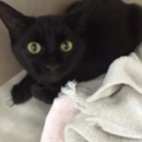 Whitehouse Animal Hospital - Veterinarians