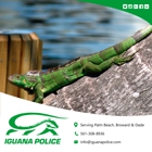 iguana police