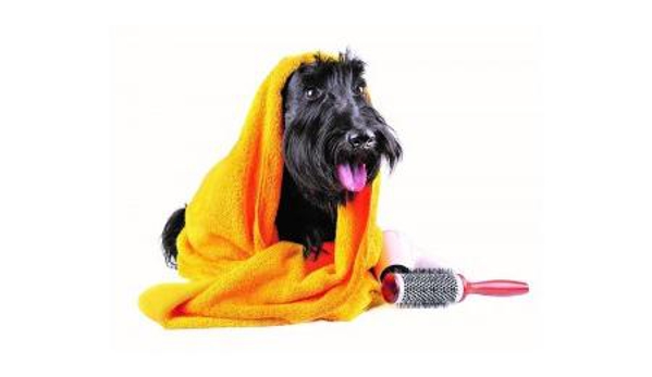 Pet Universe - Manningham, SA