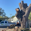 Tree Tech - Tree Service