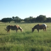 Texas Star Farm gallery
