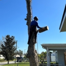 Southern Standard Tree Service - Tree Service