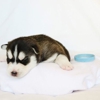 Christmas Pet Suppliers-Buy Siberian Husky Puppies gallery