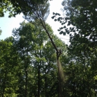 Allison Tree Service