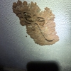 Shoreline Pest Solutions gallery