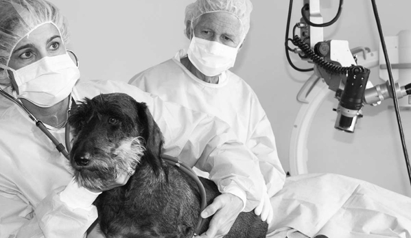 Eye Clinic For Animals - Artarmon, NSW