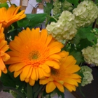 Eau Gallie Florist