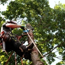 L. A. Tree Service Corp - Tree Service