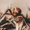 Affordable Pest Control gallery
