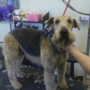 Splish Splash Grooming - Pet Services
