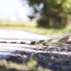 Expert Animal Removal Specialist gallery
