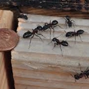 Busy B Pest Control - Termite Control