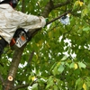 Expert Tree Arborists gallery