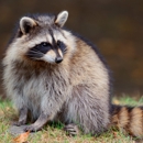 Loomacres Wildlife Management - Pest Control Services