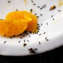 Bugs Be Gone pest control service - Pest Control Services
