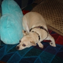 Carrie's Critters