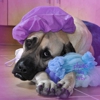 Urban Dogg gallery