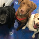 Lather & Laughs - Pet Grooming