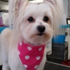 Terri's All Paws Pet Grooming gallery