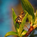 Solve Pest Pros - Pest Control Services-Commercial & Industrial