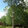 JJ tree cutting services llc gallery