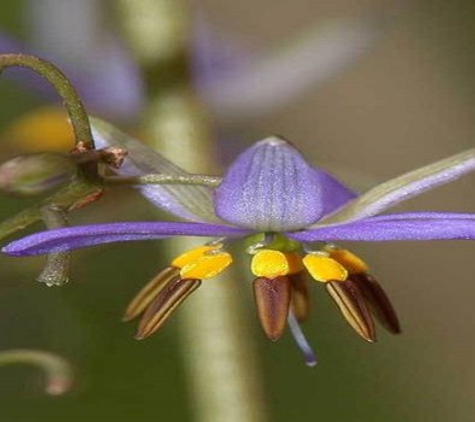 Glenvue Wholesale Nursery - Rye, VIC. Local Dianella Plants Available