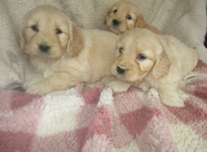 Windsor oak hot sale farms puppies