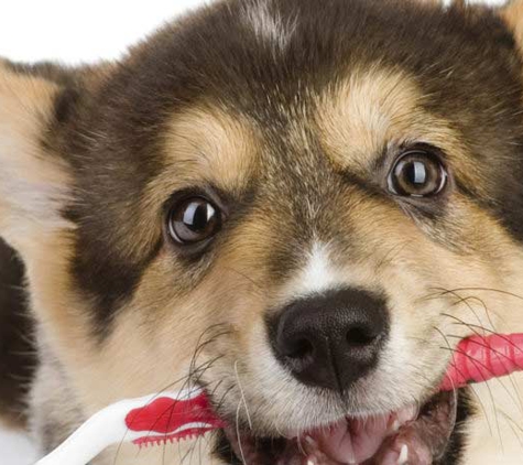 Eastern Shore Veterinary Hospital - Warrane, TAS