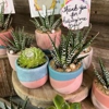 Rooted Treasures Succulents gallery