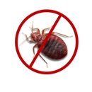 FL Bed Bug Experts