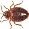 Jerkins Pest Control gallery