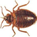 Jerkins Pest Control - Termite Control