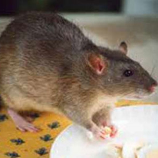 Ballarat Pest Control - Mount Pleasant, VIC