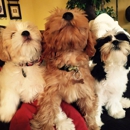 Go Anywhere Dog-North Minneapolis - Dog Training