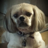Vca Animal Hospitals gallery