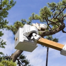 Sewell Brothers Tree Experts Inc - Tree Service