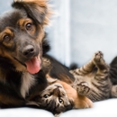 Broomfield Meadows Animal Hospital - Pet Services