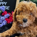 Sugar Sweet Georgia Puppies - Pet Stores