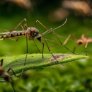 Bowco Labs Pest Control - Pest Control Equipment & Supplies
