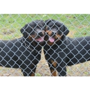 Doyle's Rottweilers - Pet Breeders