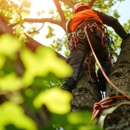 Tree Service Long Island - Tree Service