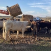 Sedley's Grassfed Beef gallery