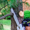McGee's Trees Tree Service gallery