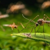 M & M Pest Control gallery