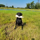 The Kennel at Five Forks - Pet Boarding & Kennels